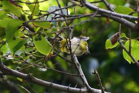 japanese white eye bird in forest