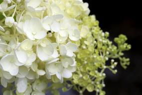 forest white hydrangea splendid