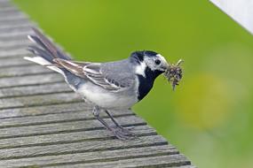 White Wagtail Delivery Hero