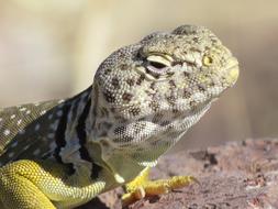 Animal Reptile Desert