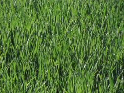 landscape on green grass