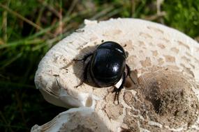 Beetle Insect Macro