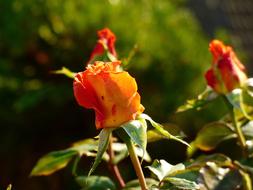 red-orange rose in the garden