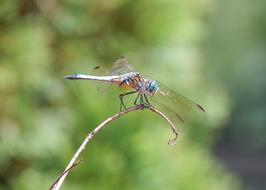 Dragonfly Insect Land