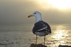 grey white Seagull on coast at dusk