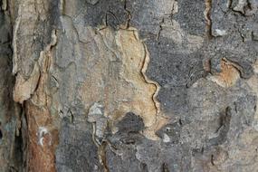 Tree Bark old