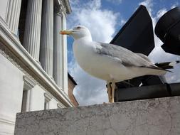 Seagull Bird