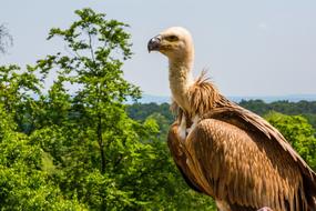 Griffon Vulture Bird Of