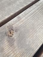 Wood Grain Brown old