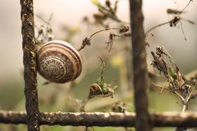 Snails Insect Yumusak A