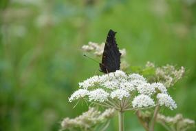 black butterfly on white flowers