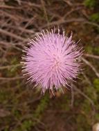 Flower Pink Thistleweed Ball