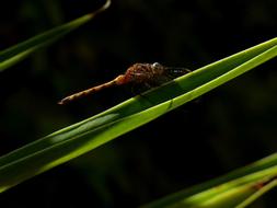 Dragonfly Grass Insect