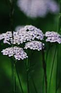 white flowers in the green grass