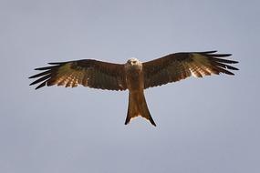 Millan Bird Flying on sky