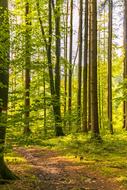 dense autumn forest