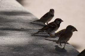 Bird Birds Ave