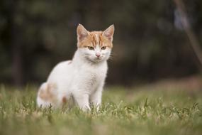 Cat White Animal Portrait