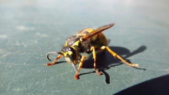 Bee Animal