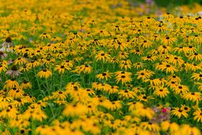 Sunflower Pasture Field
