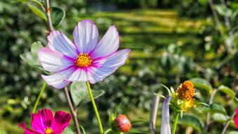 Beautiful flowers close up