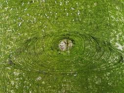 green tree trunk, close-up