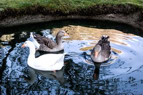 Goose Geese Poultry