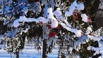 winter tree with berries