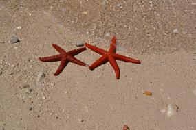 Sea Sand beach Starfishes