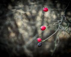 Red Berry Rosehips