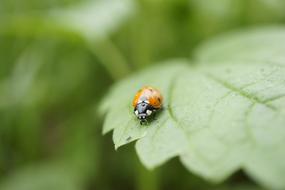 Ladybug Insect Close Up