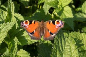 Peacock Butterfly