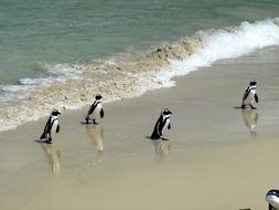 little penguins by the sea