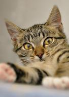 tabby kitten with yellow eyes