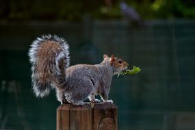 Squirrel Animal