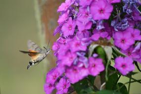 Insect Flower Nature