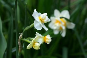 beautiful little flowers in the grass