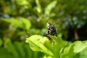 Insect Close Up Macro