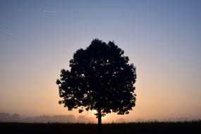 Deciduous Tree at Sunrise