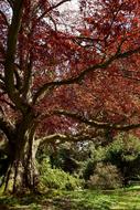 red foliage in the trees