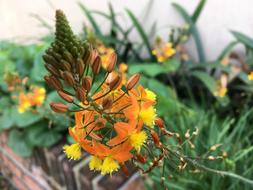 wildflower in the garden orange
