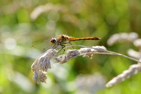 Insect wings Wazka