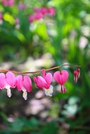 Flower Plant Heart
