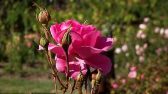 Rose, lush pink Flower and buds in garden