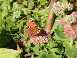 Butterfly Peacock Insect