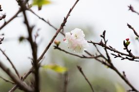 a white flower in a branch