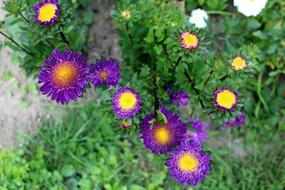 Aster blooms in bushes