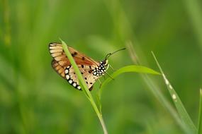 Acraea Terpsicore Butterfly Tawny