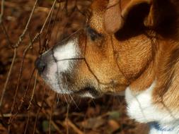 Jack Russell Dog Canine