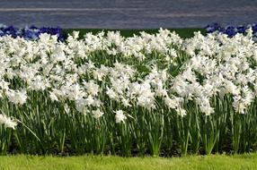field of flowers by the sea